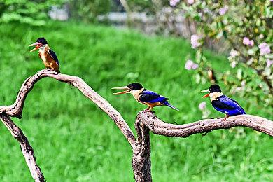 《极限竞速：地平线5》前总监成立3A级工作室Maverick Games